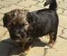 Tibet Terrier Welpen